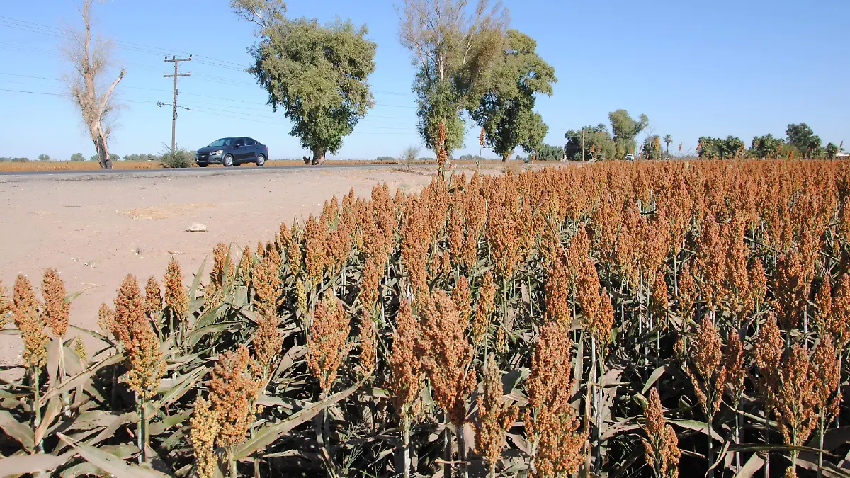 Fue poca producción de sorgo en el valle VF (2)